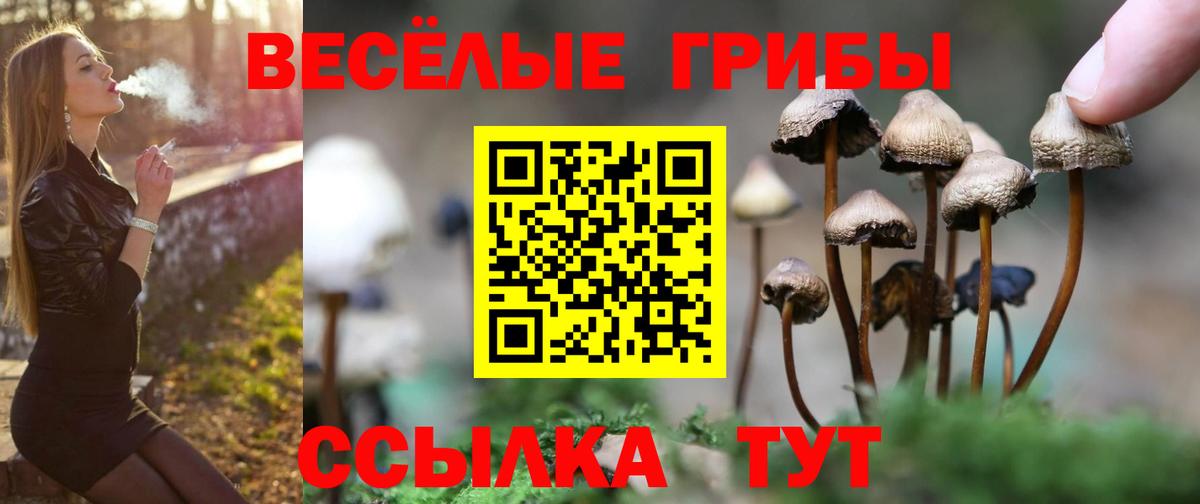 купить наркотики сайты  Вход с VPN  Кинешма  Галлюциногенные грибы Psilocybe 